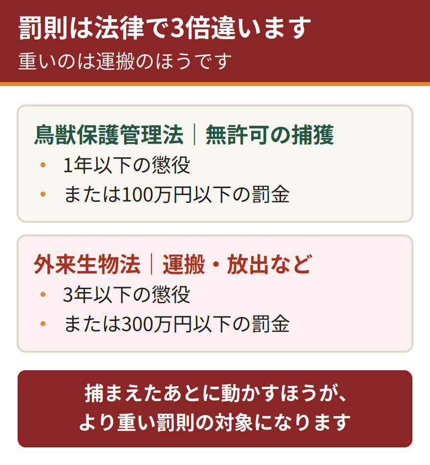 アライグマに関する2つの法律の罰則の比較。鳥獣保護管理法違反は1年以下の懲役または100万円以下の罰金。外来生物法違反は3年以下の懲役または300万円以下の罰金。運搬に関わる外来生物法のほうが重い
