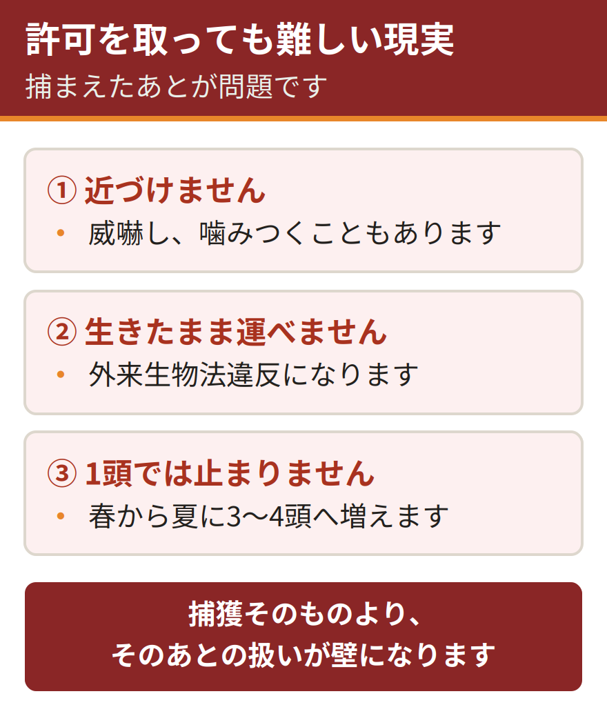 許可を取っても自力での捕獲が難しい3つの現実。捕獲したアライグマに近づけない、生きたまま運ぶと外来生物法違反になる、1頭捕まえても被害は止まらない