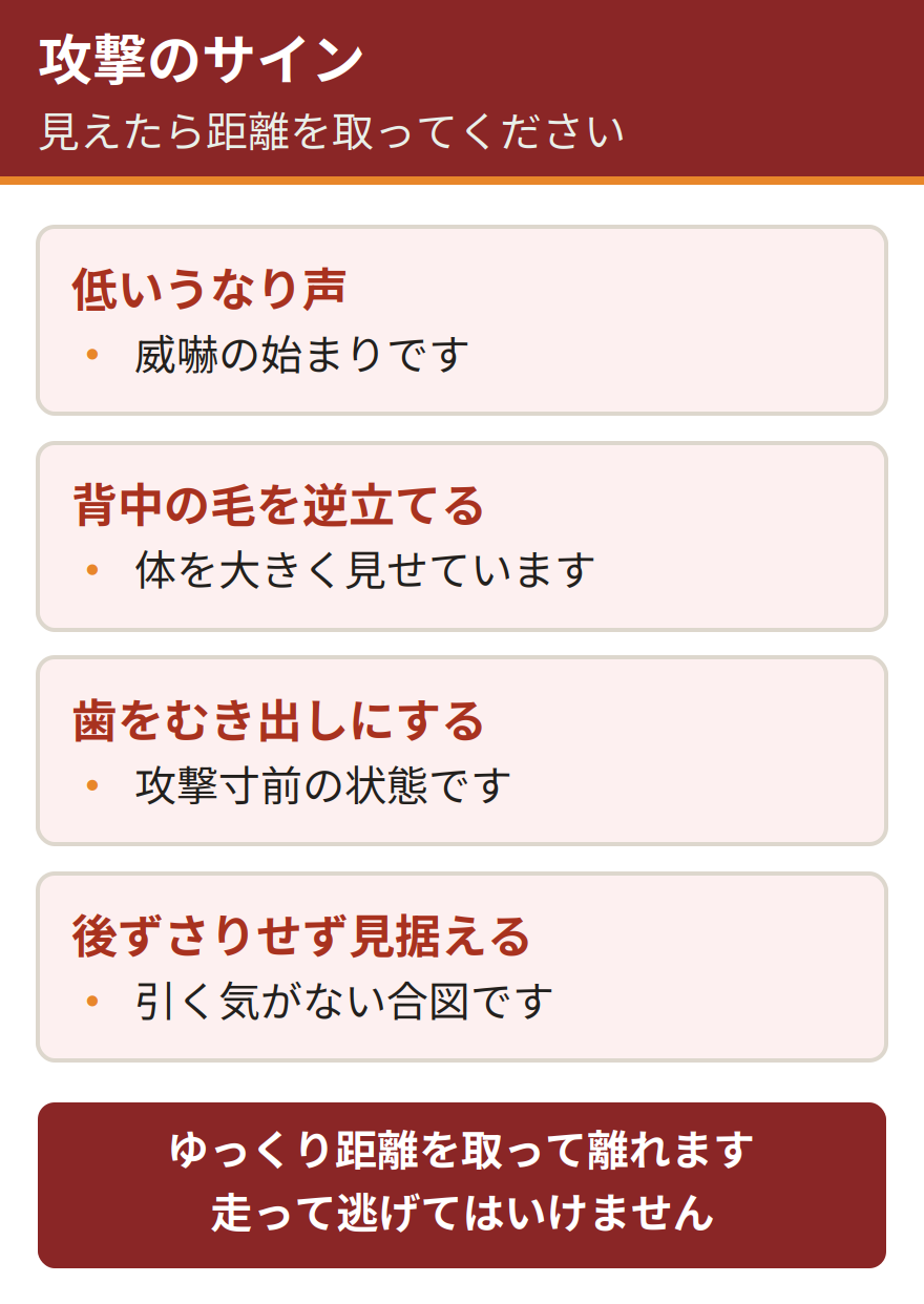 アライグマの攻撃のサイン。低いうなり声を出す、背中の毛を逆立てて体を大きく見せる、歯をむき出しにする、後ずさりせずこちらを見据える。これらが見られたら攻撃寸前の状態なので、ゆっくり距離を取って離れる