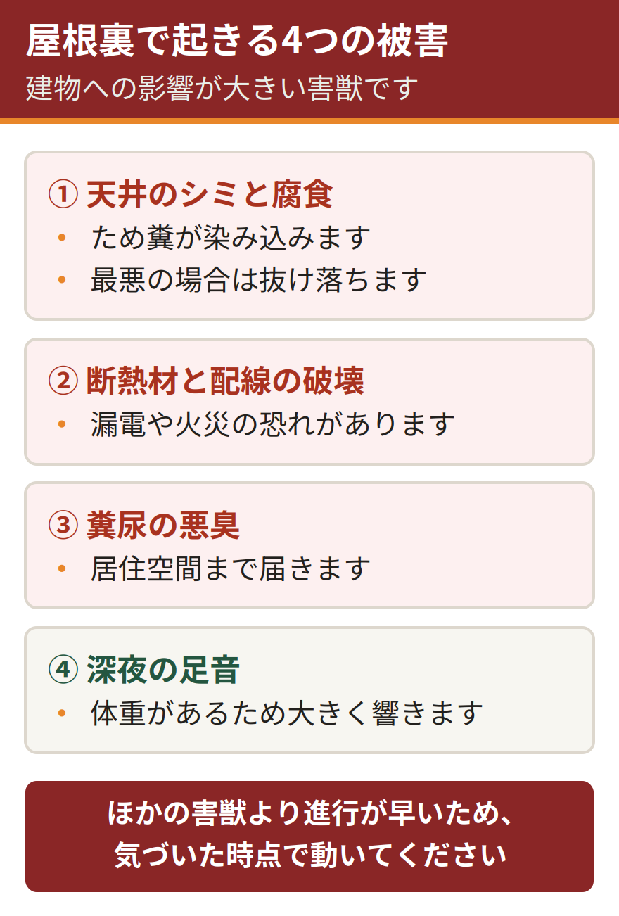 アライグマが屋根裏にいると起きる4つの被害。ため糞による天井のシミと腐食で最悪の場合は抜け落ちる、断熱材が引きはがされ配線もかじられて漏電や火災の恐れがある、糞尿の悪臭が居住空間まで届く、体重があるため深夜の足音が大きく響く