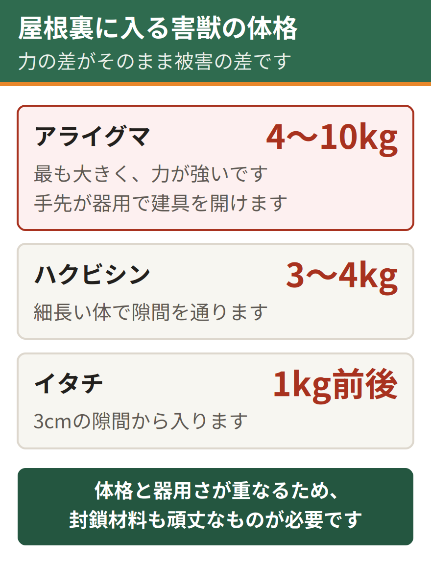 屋根裏に入る害獣の体格比較。アライグマは体重4キロから10キロで最も大きく力が強い、ハクビシンは3キロから4キロ、イタチは1キロ前後。アライグマは体格に加えて手先が器用なため、建材の破壊力が段違いになる