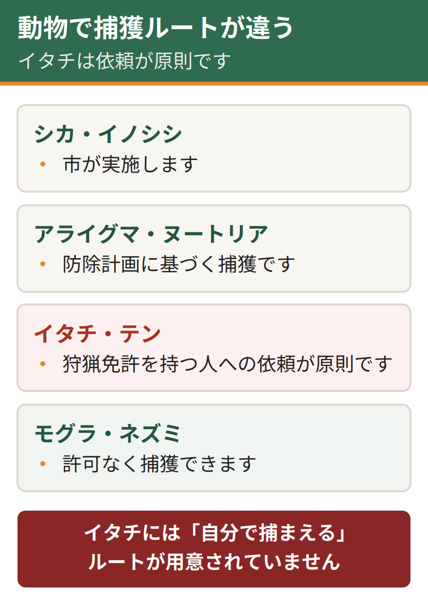 姫路市における動物別の捕獲ルート。シカとイノシシは市が実施する。アライグマとヌートリアは防除計画に基づく捕獲となる。イタチとテンは狩猟免許を持つ人への依頼が原則。モグラとネズミは許可なく捕獲できる