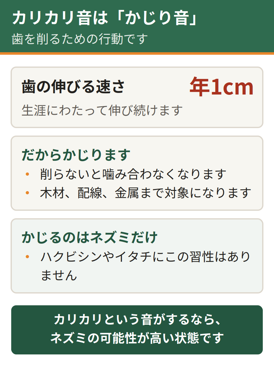 ネズミがかじる理由。歯が生涯にわたって伸び続け、1年で約1センチ伸びるため、絶えず何かをかじって削る習性がある。かじる習性を持つのはネズミだけである