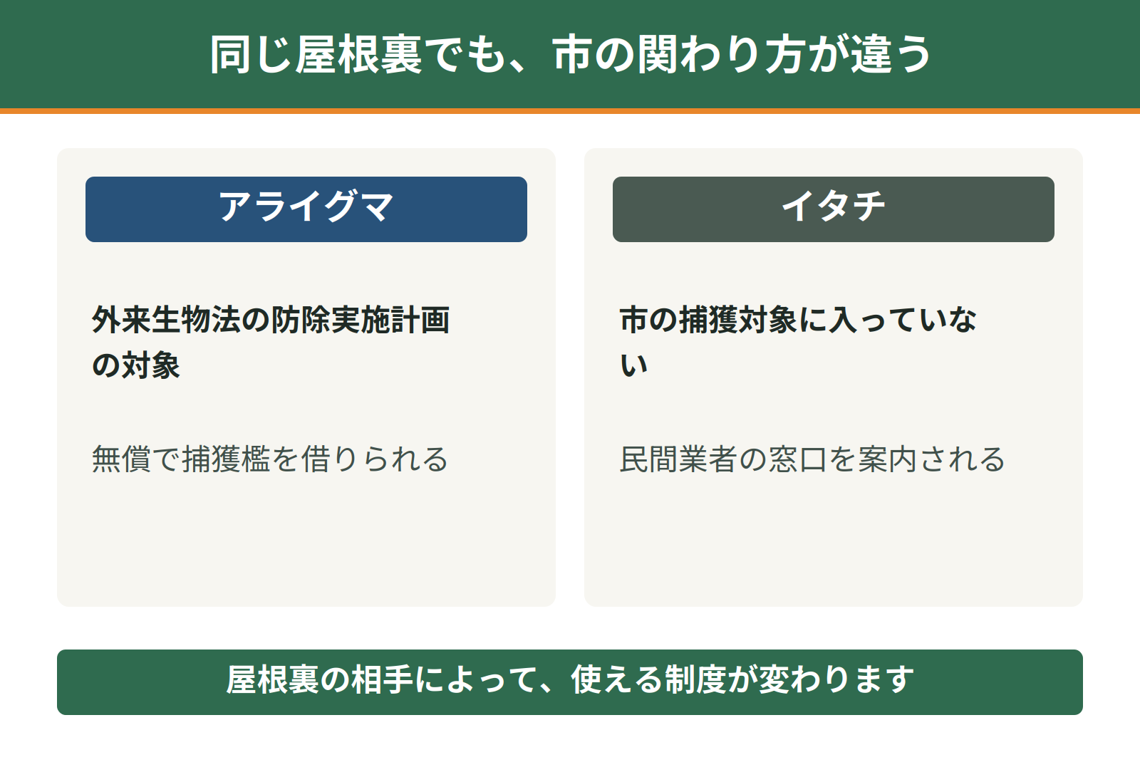 神戸市におけるアライグマとイタチの扱いの違い｜防除実施計画の対象か、市の捕獲対象外か