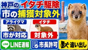 神戸のイタチ駆除｜市の捕獲対象外だから民間案内になる理由｜アライグマは市が対応しイタチは対象外であることを示したイラスト