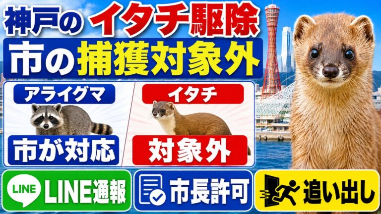 神戸のイタチ駆除｜市の捕獲対象外だから民間案内になる理由｜アライグマは市が対応しイタチは対象外であることを示したイラスト