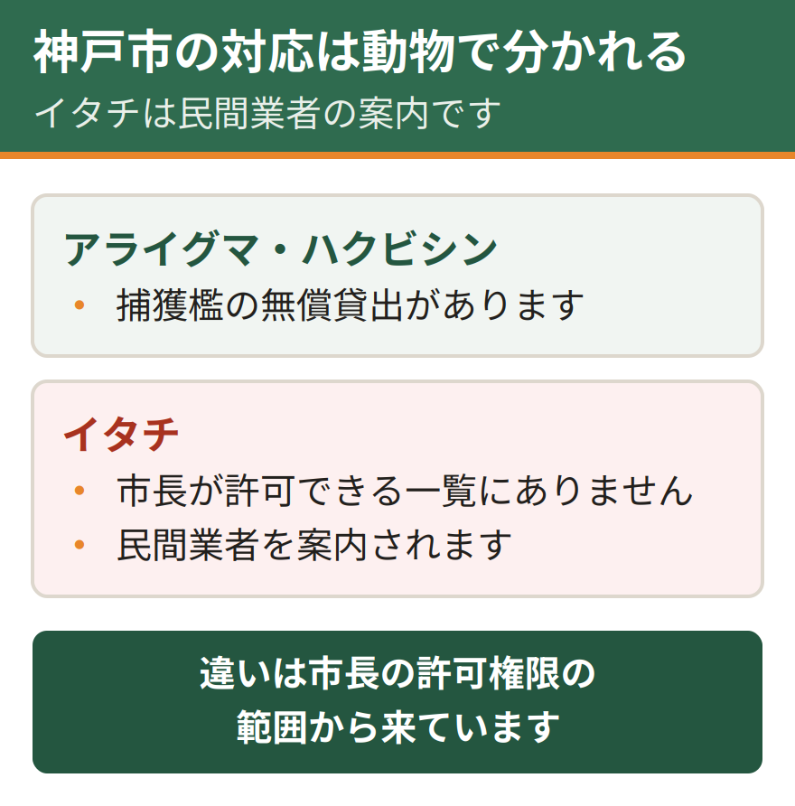 神戸市の対応は動物によって分かれる。アライグマとハクビシンには捕獲檻の無償貸出がある。イタチは市長が許可できる獣類の一覧に含まれていないため、民間業者の案内になる