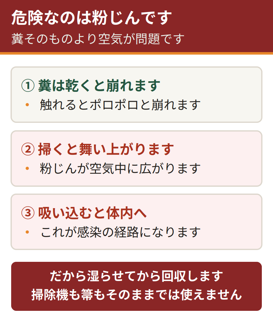 コウモリの糞掃除が危険な理由。糞が乾燥して崩れやすくなり、掃くと粉じんとなって空気中に舞い上がり、それを吸い込むことで体内に入る。このため素手や掃除機、乾いたまま掃く方法は避け、湿らせてから回収する必要がある