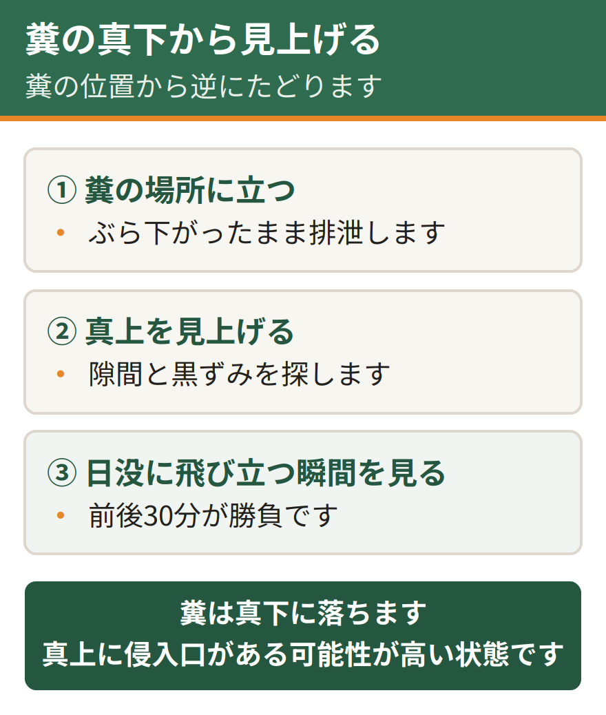コウモリの侵入口を糞の真下から見上げて探す手順。まず糞が落ちている場所に立つ、次に真上を見上げて隙間を探す、最後に日没に飛び立つ瞬間を確かめる。糞の位置から逆にたどると見つかる