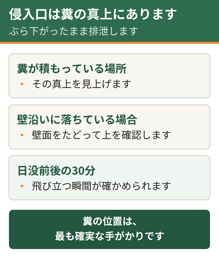 糞から侵入口をたどる方法。コウモリはぶら下がったまま排泄するため糞は真下に落ちる。つまり糞が積もっている場所の真上に侵入口がある可能性が高い。壁沿いに落ちている場合は壁面をたどって上を確認する