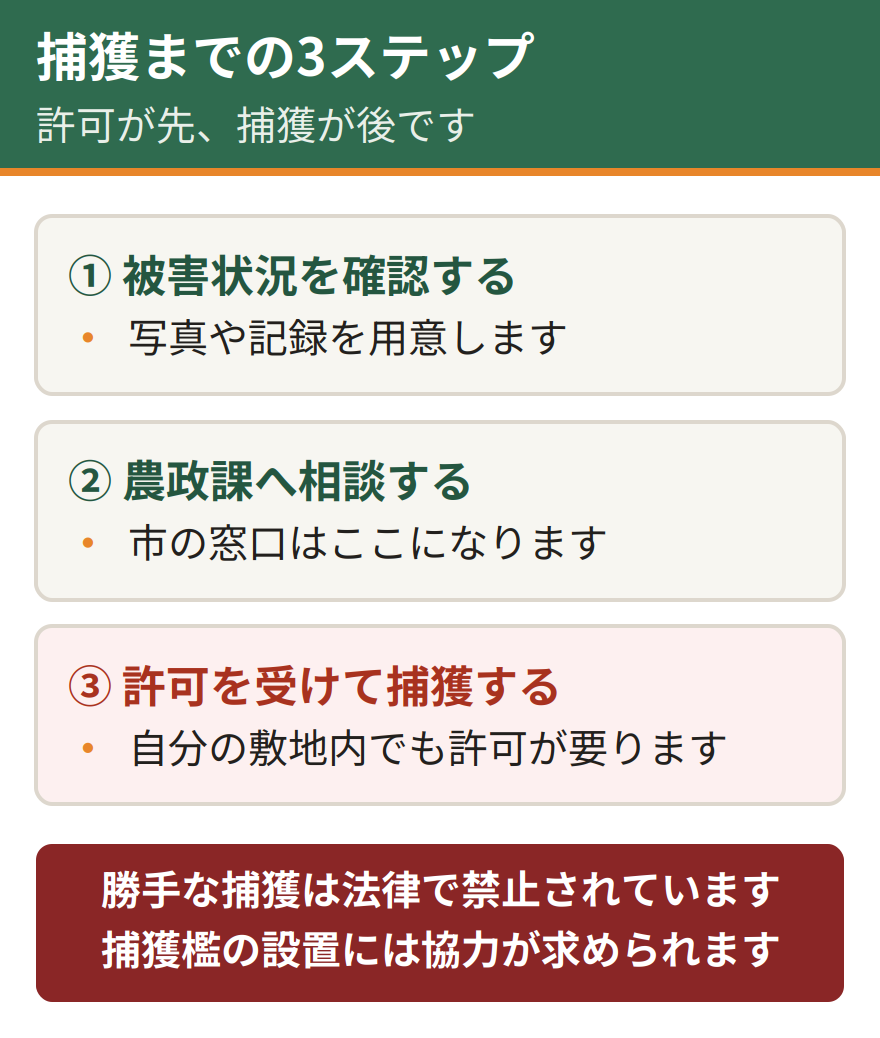前橋市で捕獲するまでの流れ。まず被害状況を確認する、次に農政課へ相談する、許可を受けてから捕獲する。自分の敷地内であっても許可が必要になる