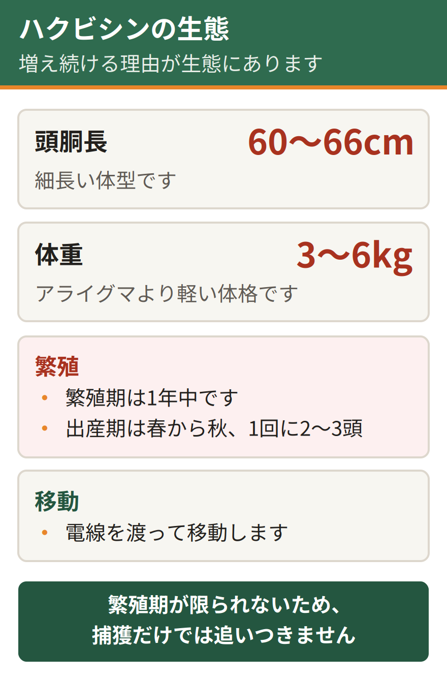 前橋市が示すハクビシンの生態データ。頭胴長は60センチから66センチ、体重は3キロから6キロ。繁殖期は1年中で出産期は春から秋。1回に2頭から3頭を出産し、電線を渡って移動する