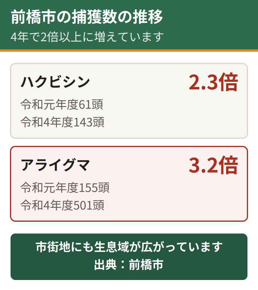 前橋市の捕獲数の推移。ハクビシンは令和元年度の61頭から令和4年度の143頭へ約2.3倍に増加した。アライグマは155頭から501頭へ約3.2倍に増加している