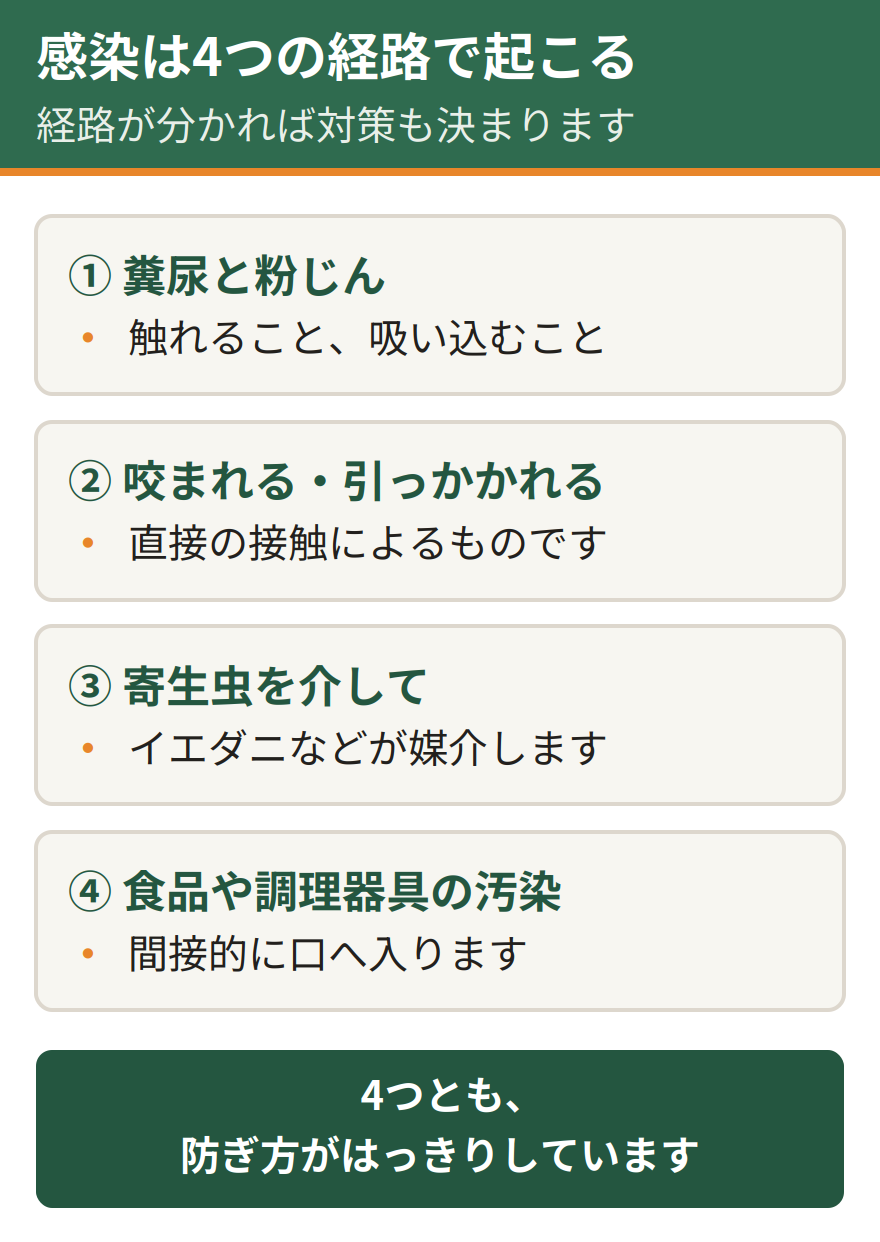 ネズミが関わる感染の4つの経路。糞尿に触れることと粉じんを吸うこと、咬まれることと引っかかれること、イエダニなど寄生虫を介すること、食品や調理器具の汚染。経路が分かれば対策も決まる