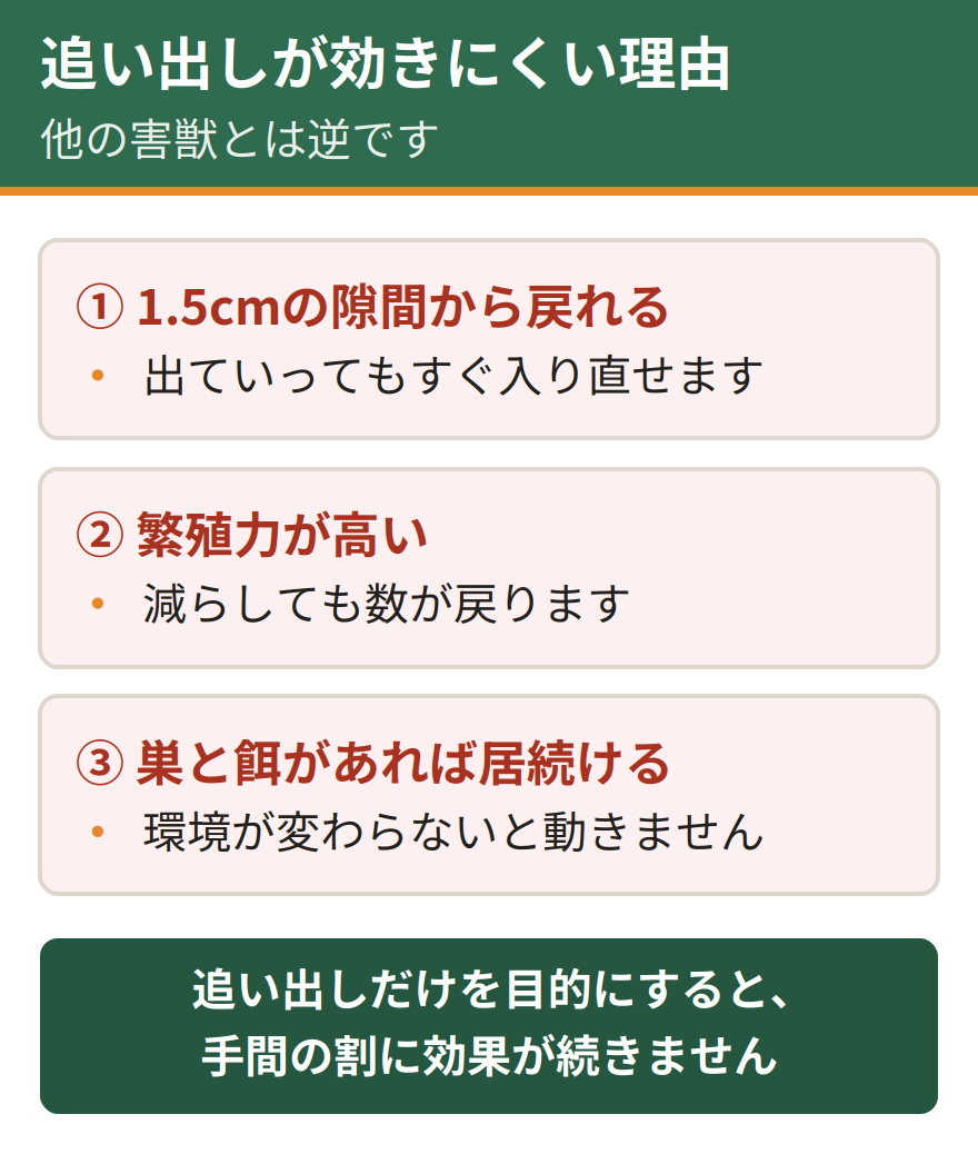 ネズミに追い出しが効きにくい3つの理由。1.5センチの隙間から戻れる、繁殖力が高い、巣と餌があれば居続ける