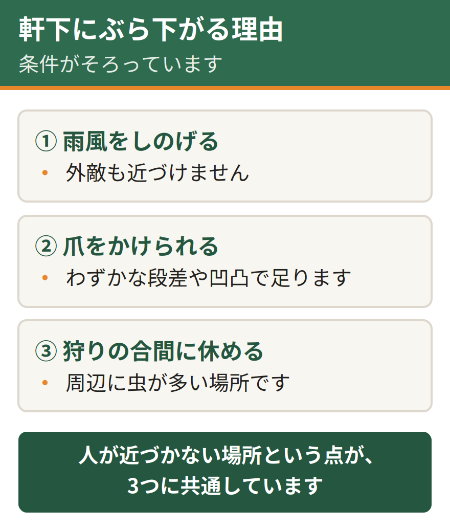 コウモリが軒下にぶら下がる3つの理由。雨風をしのげて外敵が近づけない、わずかな段差や凹凸に爪をかけてぶら下がれる、夜の狩りの合間に休む場所として使う。どれも人が近づかない場所という条件が共通している