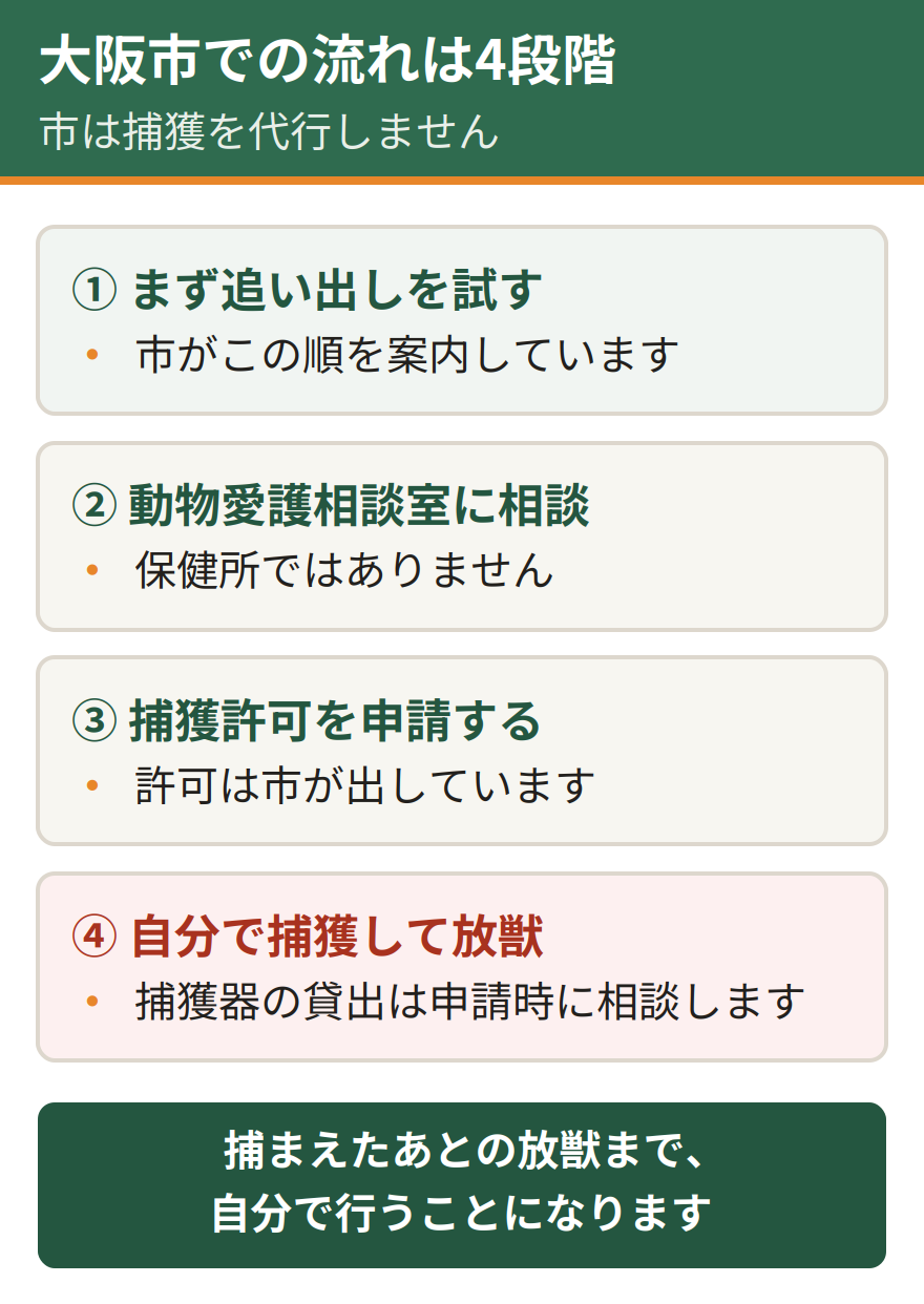 大阪市でイタチに困ったときの流れ。まず追い出しを試す、動物愛護相談室に相談する、捕獲許可を申請する、自分で捕獲して放獣する。市は捕獲を代行しない