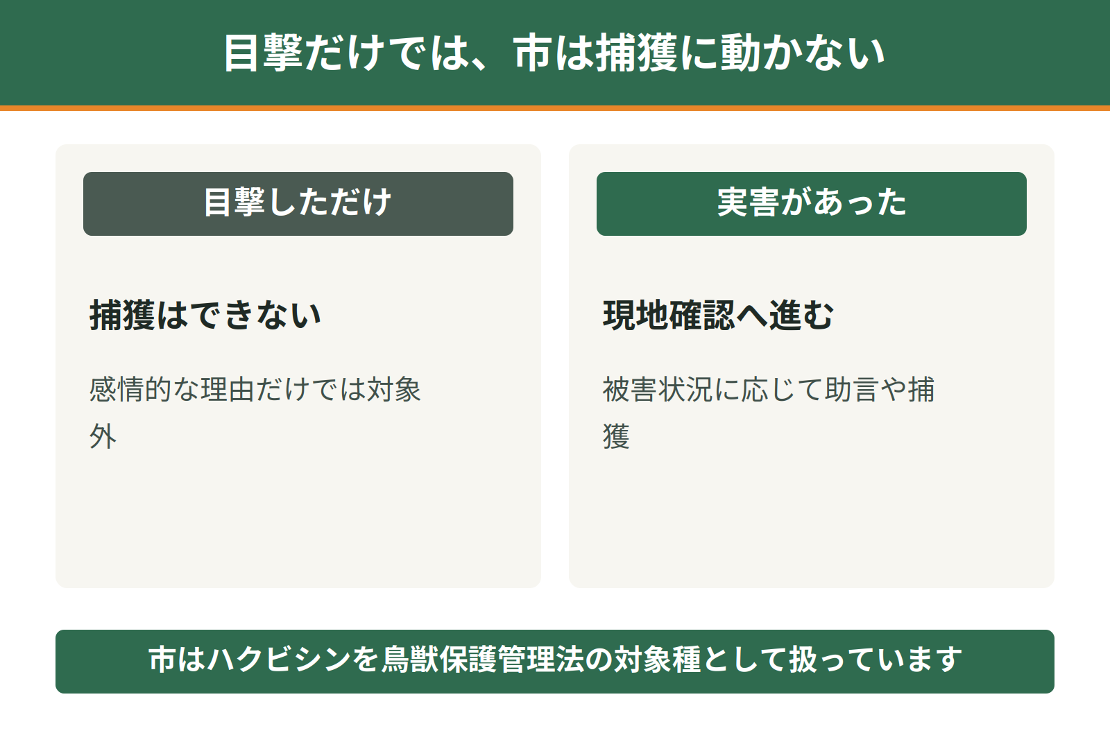 さいたま市がハクビシンの捕獲に応じる条件｜目撃だけでは不可、実害があれば現地確認へ進む