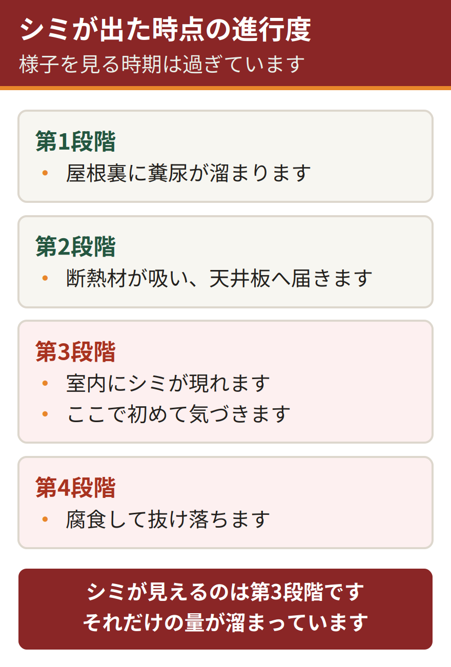 シミが出てからの進行段階。屋根裏に糞尿が溜まる、断熱材が吸って天井板へ届く、室内にシミが現れる、腐食して天井が抜け落ちる。シミが見えた時点で被害は進んでいる