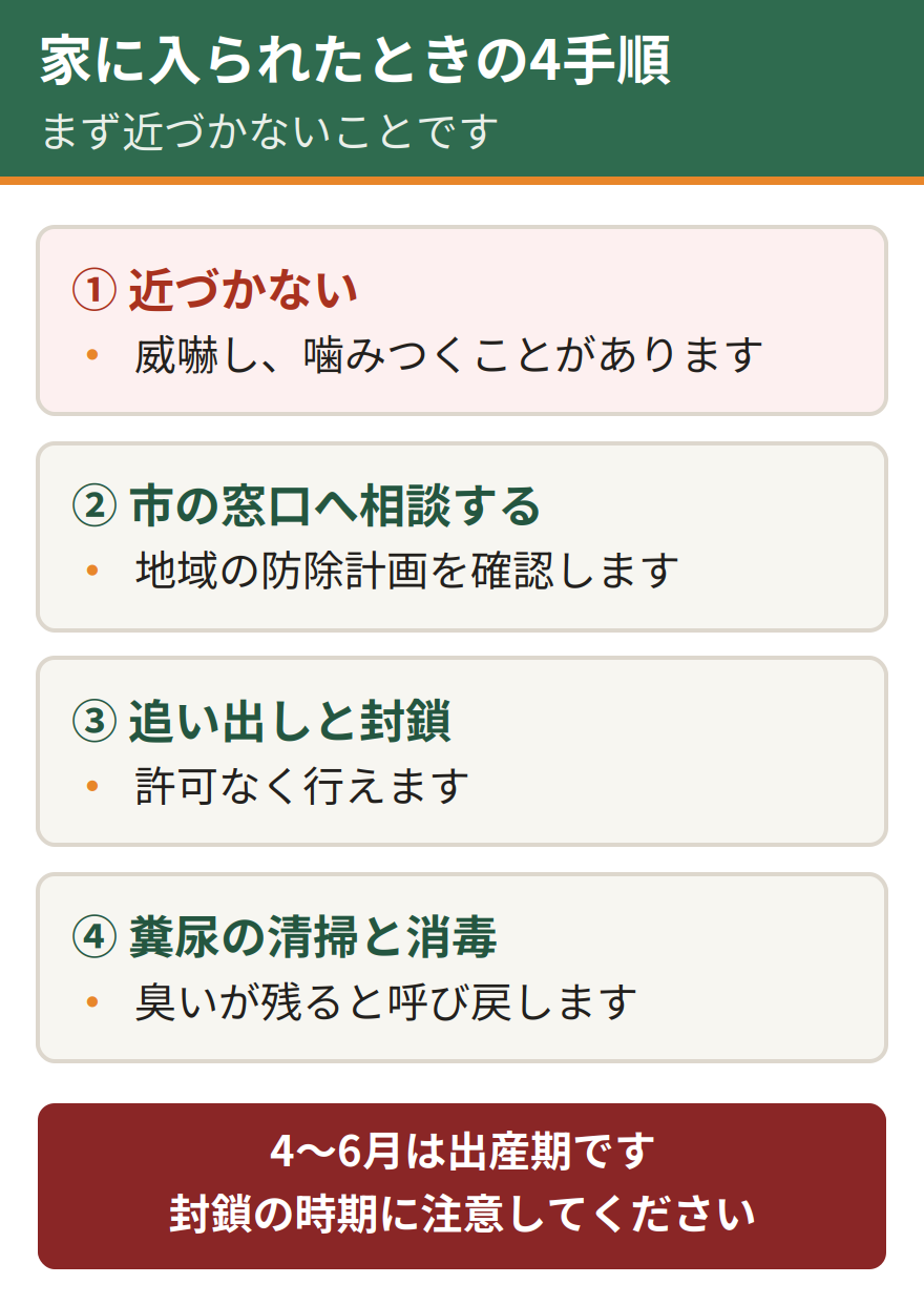 アライグマに家へ入られたときの4ステップ。まず近づかない、市の担当窓口へ相談する、追い出しと封鎖を進める、糞尿の清掃と消毒を行う。出産期は封鎖の時期に注意する