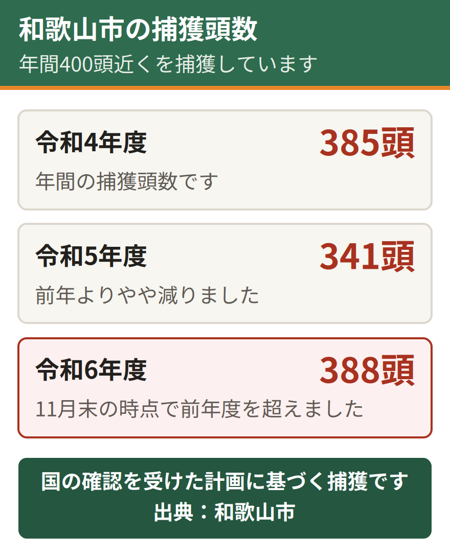 和歌山市のアライグマ捕獲頭数。令和4年度は385頭、令和5年度は341頭、令和6年度は11月末の時点で388頭となり、前年度を超えている