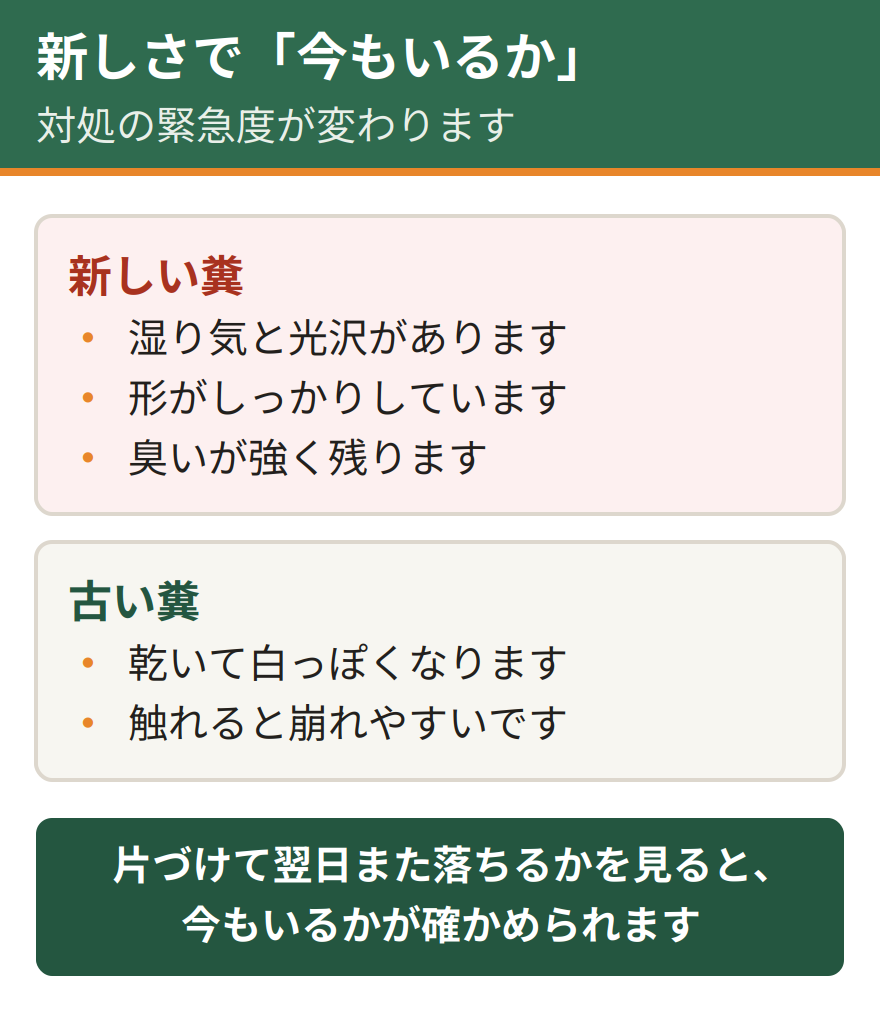 糞の新しさの見分け方。新しい糞は湿り気と光沢があり、形がしっかりしていて臭いが強い。古い糞は乾いて白っぽくなり、崩れやすくなっている
