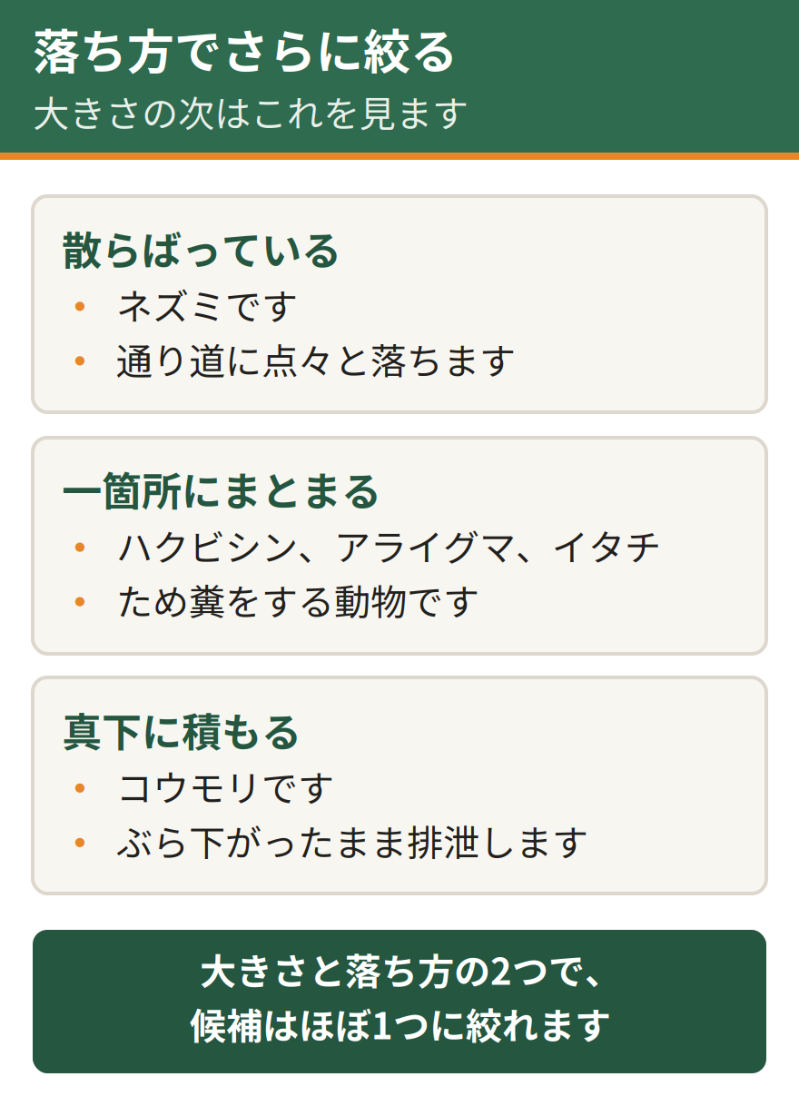 糞の落ち方で絞る方法。散らばっているならネズミ、一箇所にまとまっているならハクビシンやアライグマ、イタチのため糞、真下に積もっているならコウモリ